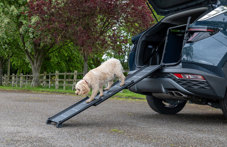 Scopri la nostra nuova Dog Ramp!