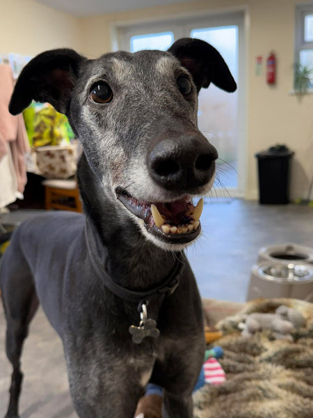 Sosteniamo l'associazione Makants Greyhound Rescue!