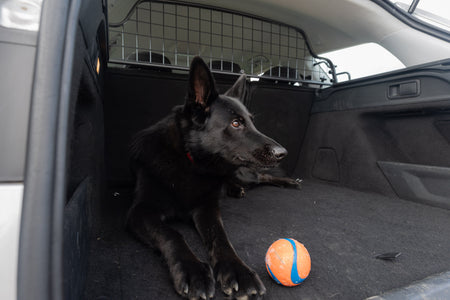Come aiutare un cane che non ama viaggiare in auto