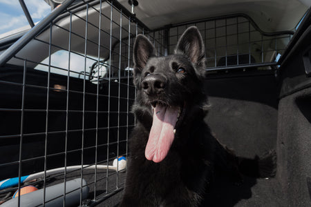 Viaggiare con il cane in auto: come trasportarlo in sicurezza secondo la normativa italiana