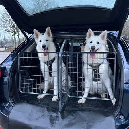 Come trasportare più cani in auto in modo sicuro