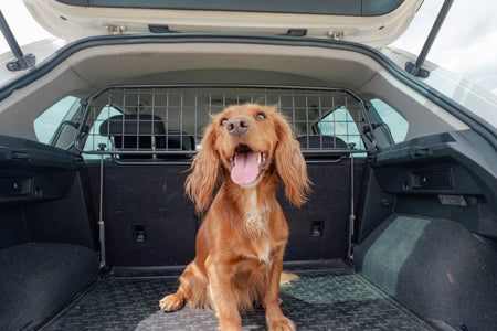 Buona Giornata Nazionale dell'Amore per il tuo Animale Domestico!