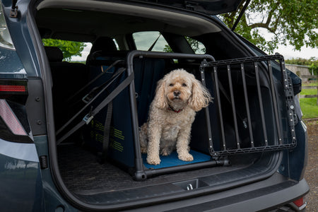 Presentiamo il Travall Dog Crate – protezione in caso di urto per il tuo cane