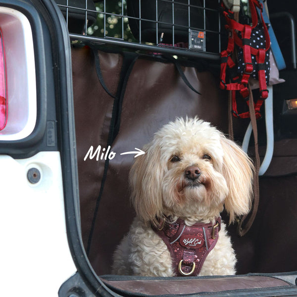 Milo